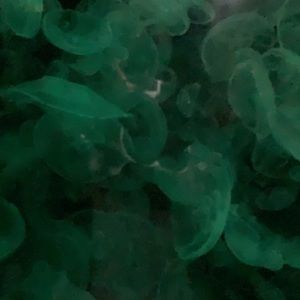 Meet your Posher, Nora